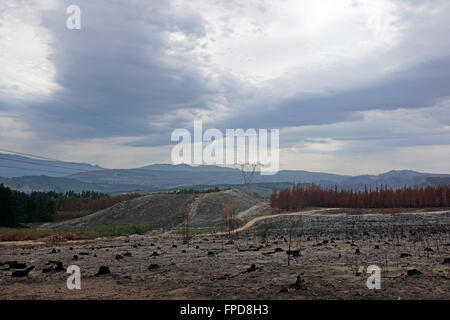 Conseguenze del veld incendio di Elgin Valley, Overberg, Provincia del Capo Occidentale, Sud Africa. Foto Stock