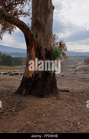 Conseguenze del veld incendio di Elgin Valley, Overberg, Provincia del Capo Occidentale, Sud Africa. Foto Stock