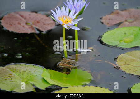 Capo di Fiume (rana Amietia fuscigula) accanto a un blu ninfea bianca (Nymphaea caerulea) in Harold Facchino Giardino Foto Stock