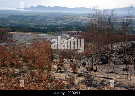 Conseguenze del veld incendio di Elgin Valley, Overberg, Provincia del Capo Occidentale, Sud Africa. Foto Stock