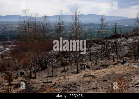 Conseguenze del veld incendio di Elgin Valley, Overberg, Provincia del Capo Occidentale, Sud Africa. Foto Stock