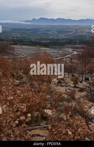 Conseguenze del veld incendio di Elgin Valley, Overberg, Provincia del Capo Occidentale, Sud Africa. Foto Stock