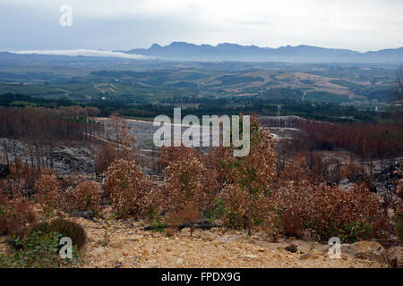 Conseguenze del veld incendio di Elgin Valley, Overberg, Provincia del Capo Occidentale, Sud Africa. Foto Stock