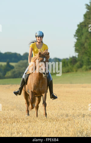Rider su un cavallo islandese in un campo di stoppie Foto Stock
