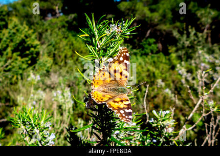Una farfalla su Sipan, una delle isole Elafiti, vicino a Dubrovnik, Croazia. Foto Stock