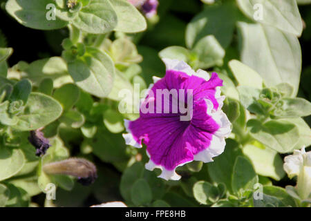 La Petunia hybrida 'Cascadia Rim Magenta', annuali coltivate con erbe di colore magenta a forma di tromba fiori con bordo bianco Foto Stock