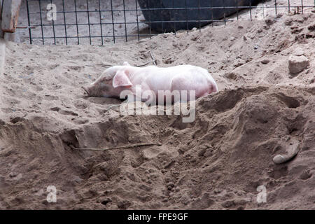 Maialino di dormire sulla sabbia bagnata nel paddock Foto Stock