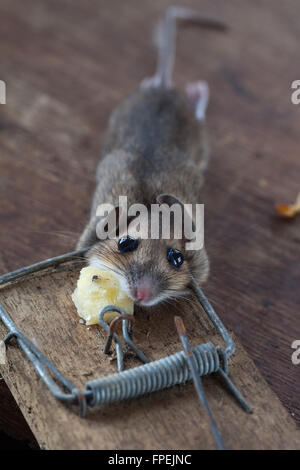 Mouse di legno o di lunga coda di topo di campo (Apodemus sylvaticus). Catturati, humaely ucciso in una trappola a molla. Può essere una peste in greenhou Foto Stock