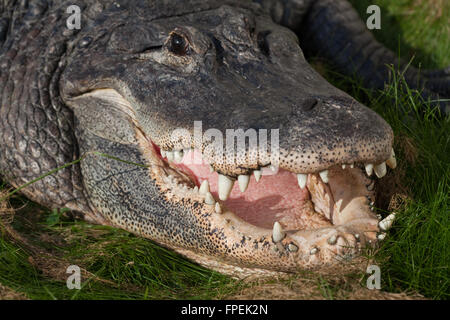 Il coccodrillo americano (Alligator mississippiensis). Testa, ganasce, i denti. Crogiolarsi sulla terra la bocca aperta per raffreddare il corpo interno temperatura Foto Stock