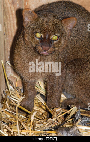 Jaguarundi (Puma yagouaroundi). Fase grigio. Timido reclusive piccolo gatto, che si trova nella zona centrale, molto di America del sud est delle Ande. Foto Stock