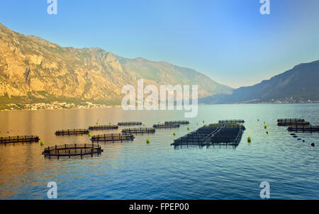 Azienda agricola sulla coltivazione di ostriche nel mare Mediterraneo Foto Stock