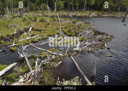 Beaver Dam, Tierra del Fuego National Park, Argentinia Foto Stock