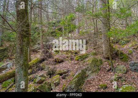 Affioramento roccioso in una centrale di foresta della Pennsylvania. Foto Stock