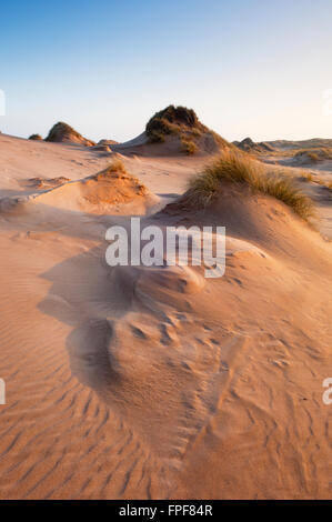 Le dune di sabbia a Forvie Riserva Naturale Nazionale - vicino a Newburgh, Aberdeenshire, Scozia. Foto Stock