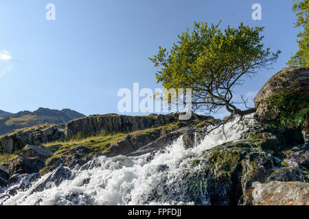 Albero su una piccola cascata e scogli nelle vicinanze Llyn Idwal, Snowdonia Foto Stock