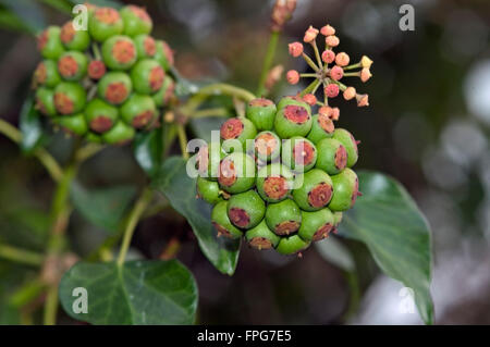 Il verde frutto acerbo su ivy (Hedera helix) una fonte di cibo invernale per la fauna selvatica, Devon, Febbraio Foto Stock