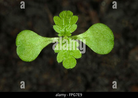Piantina annuale, Ortica Urtica urens, con cotiledoni e la prima vera foglie di erbaccia annuale Foto Stock
