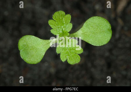 Piantina annuale, Ortica Urtica urens, con cotiledoni e la prima vera foglie di erbaccia annuale Foto Stock