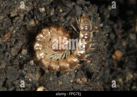 Un millepiedi, Oxidus gracilis, arricciati in una posizione difensiva Foto Stock