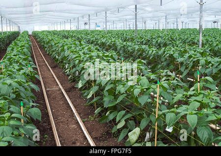 Righe di cresciuta commercialmente i pimenti o peperoni dolci, Capsicum annuum, in fiore in una casa di politene, Somerset Foto Stock