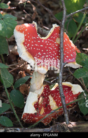 Toadstool mangiato da fauna selvatica Foto Stock