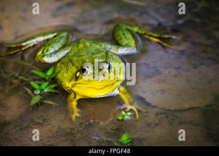 Rana verde vista frontale fino in prossimità di habitat di stagno Foto Stock