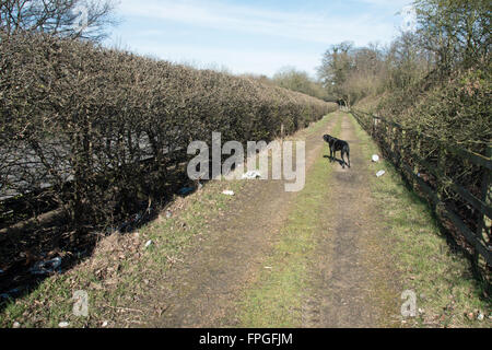 Un cane ignora la lettiera scartati su una briglia percorso nel Iver Heath, Buckinghamshire. Foto Stock