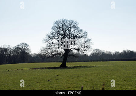 Un giovane albero di quercia gode di tardo inverno il sole in Iver Heath, Buckinghamshire, Inghilterra Foto Stock