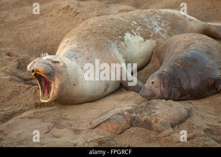 Femmina guarnizione di elefante e pup che giace accanto a morti pup, PIEDRAS BLANCAS Elephant colonia di foche, nei pressi di San Simeone, California Foto Stock