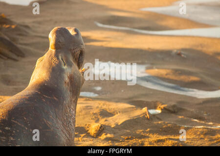 Maschio guarnizione di elefante annunciando il suo territorio, PIEDRAS BLANCAS Elephant colonia di foche, nei pressi di San Simeone, California Foto Stock