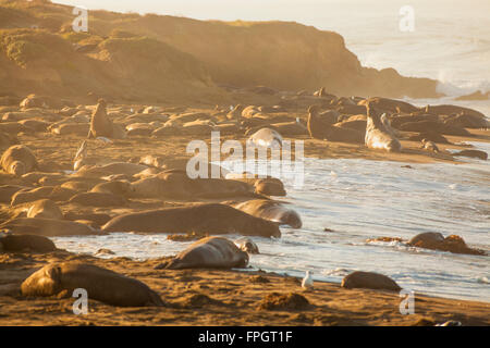 Maschio guarnizione di elefante annunciando il suo territorio, PIEDRAS BLANCAS Elephant colonia di foche, nei pressi di San Simeone, California Foto Stock