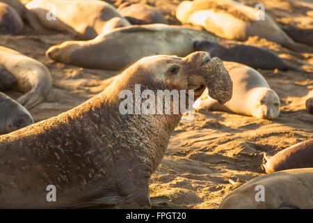 Maschio guarnizione di elefante annunciando il suo territorio, PIEDRAS BLANCAS Elephant colonia di foche, nei pressi di San Simeone, California Foto Stock