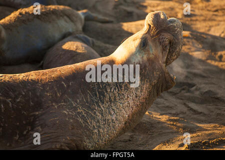 Maschio guarnizione di elefante annunciando il suo territorio, PIEDRAS BLANCAS Elephant colonia di foche, nei pressi di San Simeone, California Foto Stock