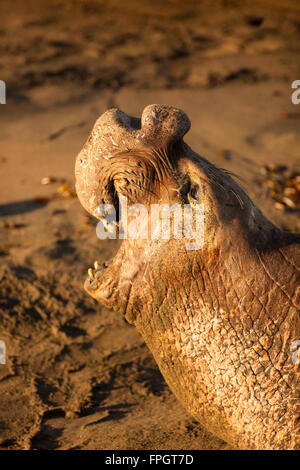 Maschio guarnizione di elefante annunciando il suo territorio, PIEDRAS BLANCAS Elephant colonia di foche, nei pressi di San Simeone, California Foto Stock