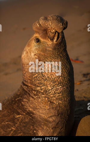 Maschio guarnizione di elefante annunciando il suo territorio, PIEDRAS BLANCAS Elephant colonia di foche, nei pressi di San Simeone, California Foto Stock