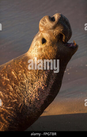 Maschio guarnizione di elefante annunciando il suo territorio, PIEDRAS BLANCAS Elephant colonia di foche, nei pressi di San Simeone, California Foto Stock