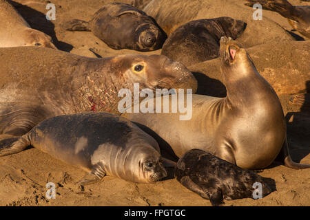 Le guarnizioni di tenuta di elefante coniugata, PIEDRAS BLANCAS Elephant colonia di foche, nei pressi di San Simeone, California Foto Stock