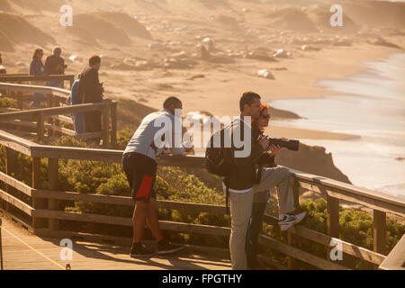 I turisti guarda l'elefante guarnizioni a PIEDRAS BLANCAS Elephant colonia di foche, nei pressi di San Simeone, California Foto Stock