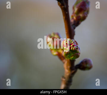 Winter flowering currant bush (Ribes sanguineum) with new growth breaking through Foto Stock
