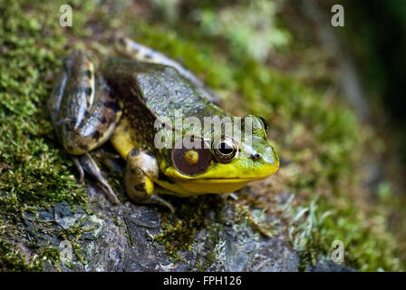 Rana verde seduta su s rock con moss Foto Stock