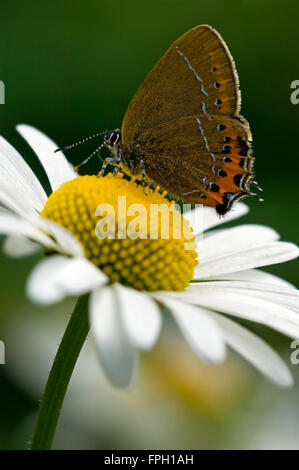 Nero (hairstreak Satyrium pruni / Fixsenia pruni) sul fiore Foto Stock