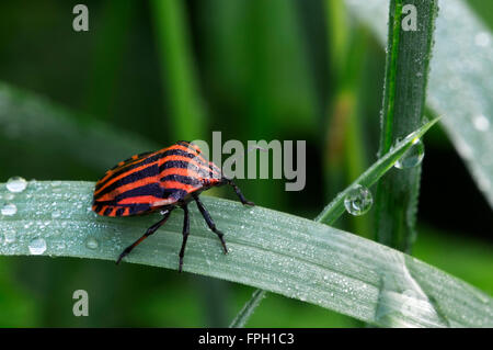 Striping italiano-bug / menestrello bug / Harlequin bug (Graphosoma lineatum / Graphosoma italicum) nella prateria Foto Stock