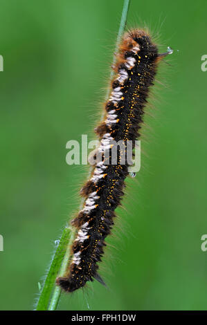 Bevitore moth caterpillar (Euthrix potatoria / Philudoria potatoria) su una lama di erba Foto Stock