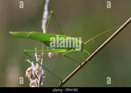 La falce-Bussola cuscinetto-cricket (Phaneroptera falcata) maschio sullo stelo nella prateria Foto Stock