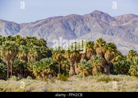 Le palme a Coachella Valley preservare Foto Stock