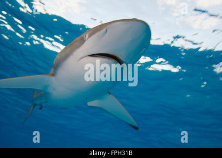 Silky Shark (Carcharhinus falciformis) ventrale di vista dal basso che illustra la bocca, narici e Ampolle di Lorenzini, le apparecchiature elettriche Foto Stock