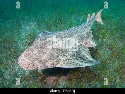 Comune di squali angelo (Squatina squatina) nuoto oltre il mare l'erba. Foto Stock