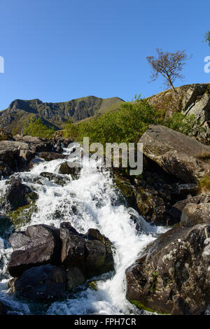 Albero su una piccola cascata nelle vicinanze Llyn Idwal, Snowdonia Foto Stock