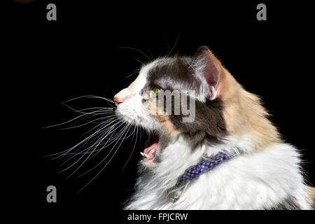 Capelli lunghi gatta calico (felis catus) ritratto Foto Stock