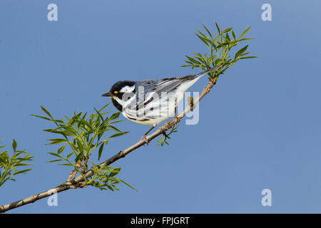 Nero-throated grigio Trillo Dendroica nigrescens Tucson Pima County, Arizona, Stati Uniti 4 marzo maschio adulto Parulidae Foto Stock